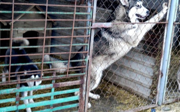 Zbiórka Karma dla psów ze schroniska2 - zdjęcie główne