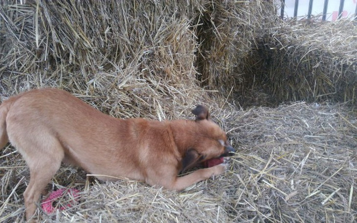 Zbiórka Pamagajmy zwierzętą - zdjęcie główne