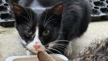 Zbiórka Leczenie chorych kotków - miniaturka zdjęcia