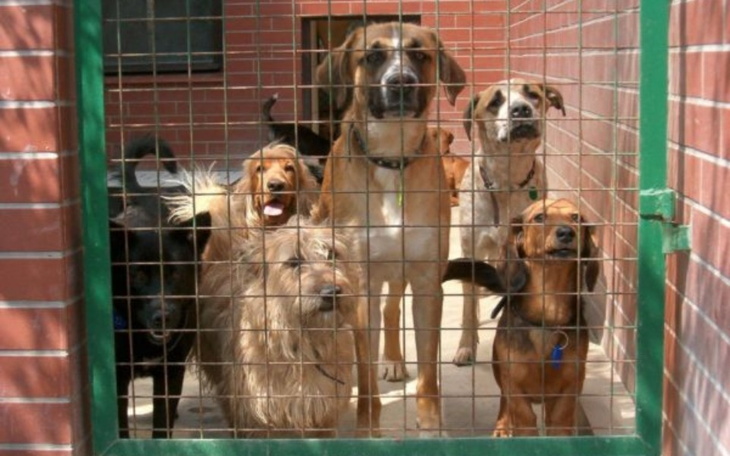 Grupa psów w schronisku, czekających na adopcję.