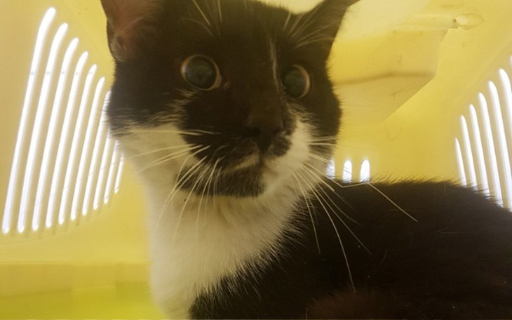 Zbiórka Leopold - zdjęcie główne