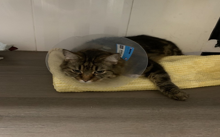 Zbiórka Syndrom urologiczny u kota - zdjęcie główne