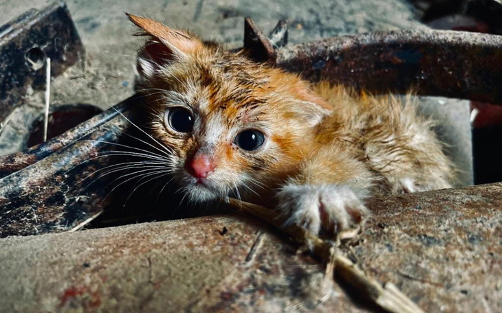 Zbiórka Pako z ulicy zbiera na leczenie - zdjęcie główne
