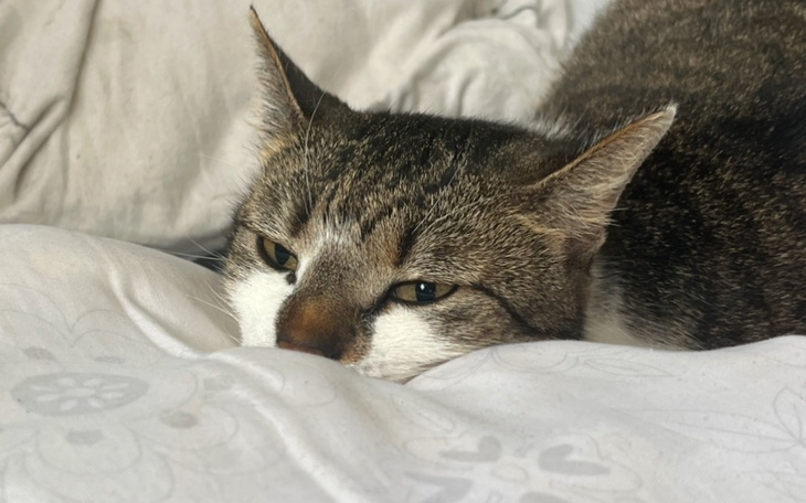 Kot leżący na poduszce, z wyrazem zrelaksowania.