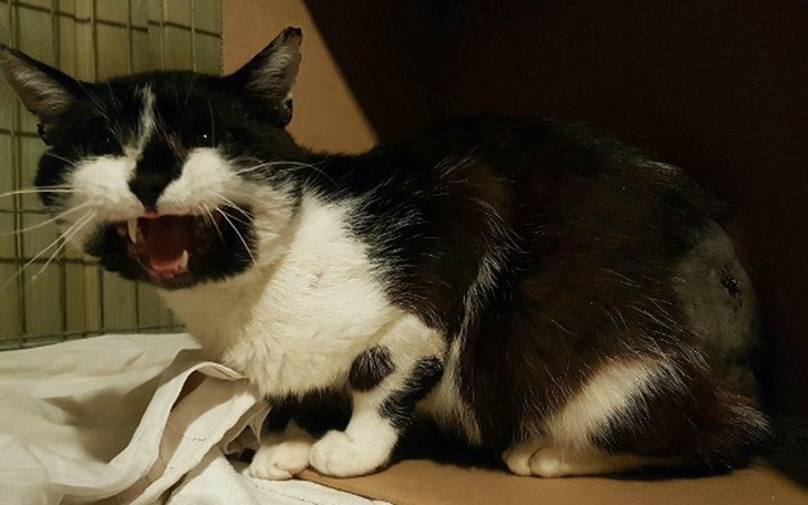 Zbiórka Ratujmy chore koty z fermy lisów - zdjęcie główne