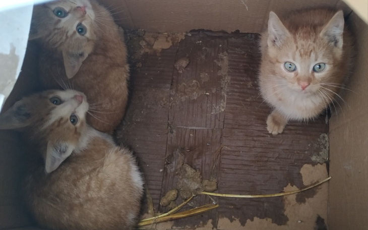 Zbiórka Porzucone szczeniaki i kociaki - zdjęcie główne