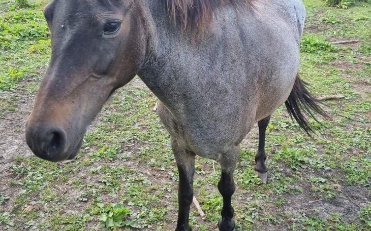 Zbiórka Na ratowanie cudnej klaczy - zdjęcie główne