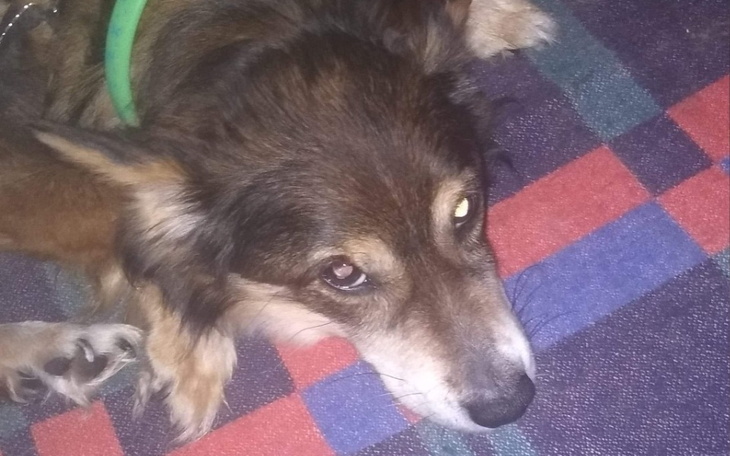 Zbiórka Na Operację suni Soni - zdjęcie główne