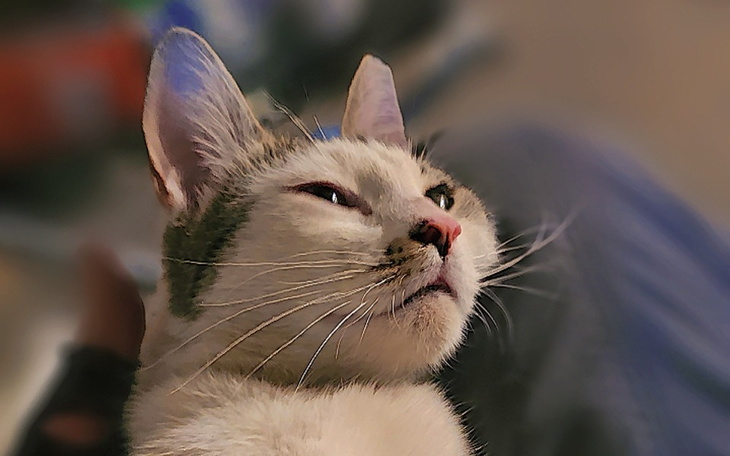 Kot z wyrazem niezadowolenia, leżący na plecach.