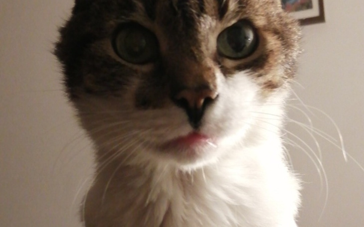 Zbiórka Chore bezdomniaki, pomoc prawna - zdjęcie główne