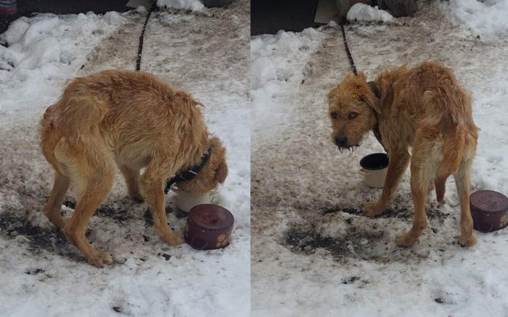 Zbiórka Zagłodzony pies z łańcucha - zdjęcie główne
