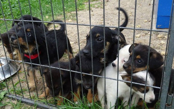 Zbiórka Schronisko dla zwierząt Gryfice - zdjęcie główne