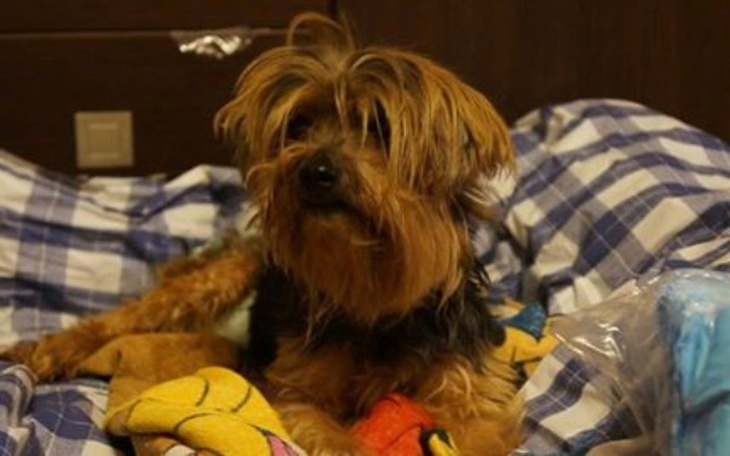 Zbiórka Lunka-bez nadziei na domek - zdjęcie główne