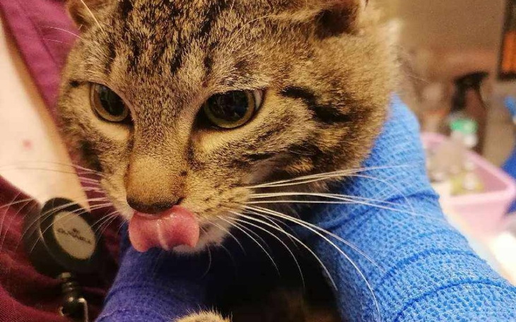 Kot z wystawionym językiem, trzymany w rękach.