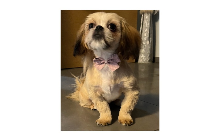 Zbiórka Shih tzu operacja ortopedyczna - zdjęcie główne