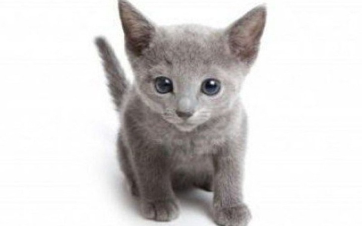 Zbiórka Zbieramy na kota! - zdjęcie główne