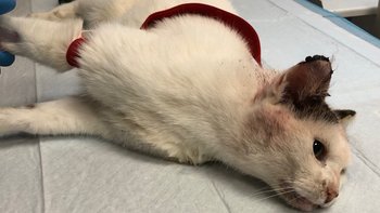 Zbiórka Staruszka Blondi - miniaturka zdjęcia