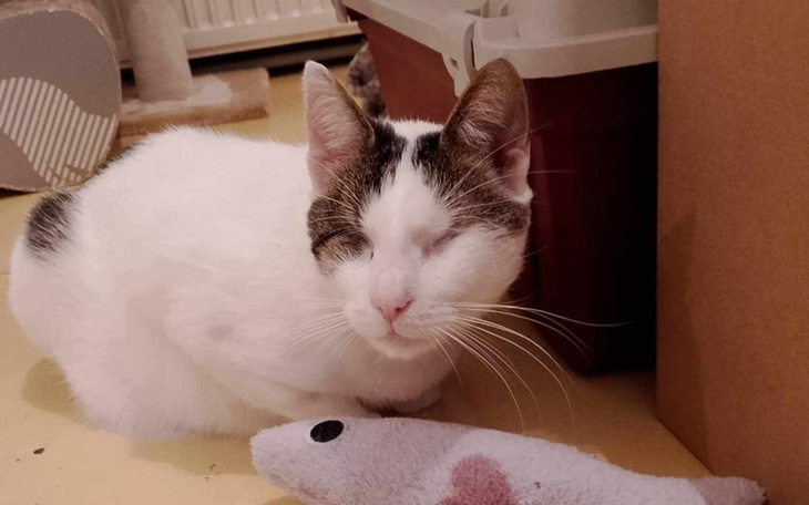 Kot z zamkniętymi oczami, odpoczywający obok zabawki.