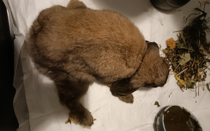 Zbiórka Leczenie Balbiny - zdjęcie główne