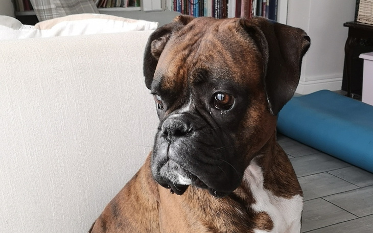 Zbiórka Psia kość -operacja ortopedyczna - zdjęcie główne