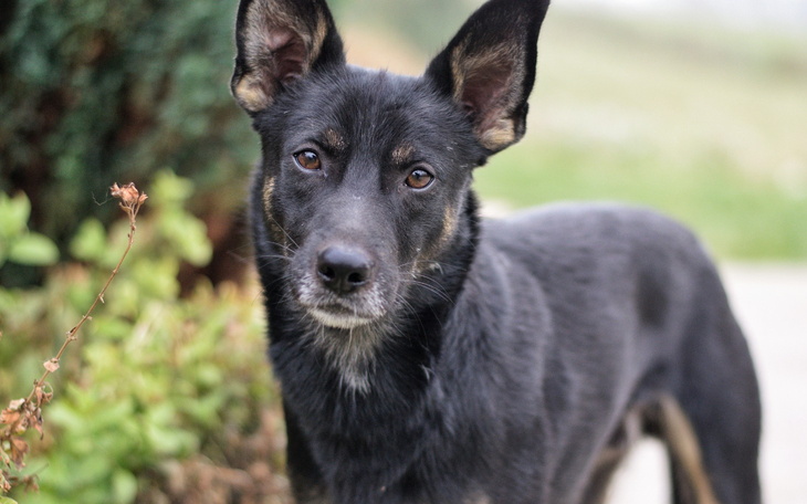 Czarny pies z wyrazistymi uszami, patrzący w obiektyw.