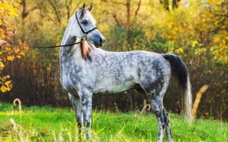 Zbiórka Upragniony koń! - zdjęcie główne