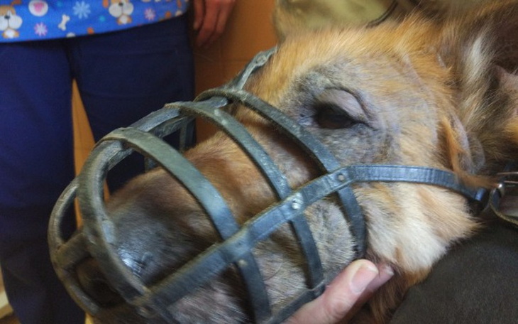 Zbiórka Jedyna szansa na życie owczarka - zdjęcie główne