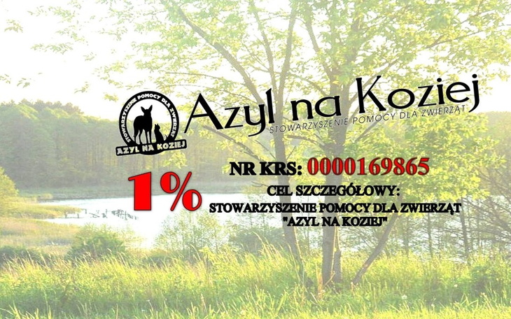 Zbiórka Dla Czworonogów Duzych i małych - zdjęcie główne