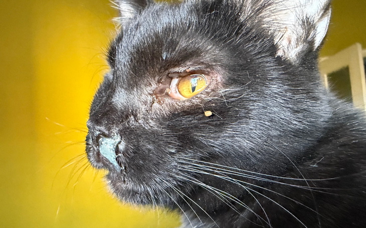 Czarny kot z żółtymi oczami, siedzący w świetle.