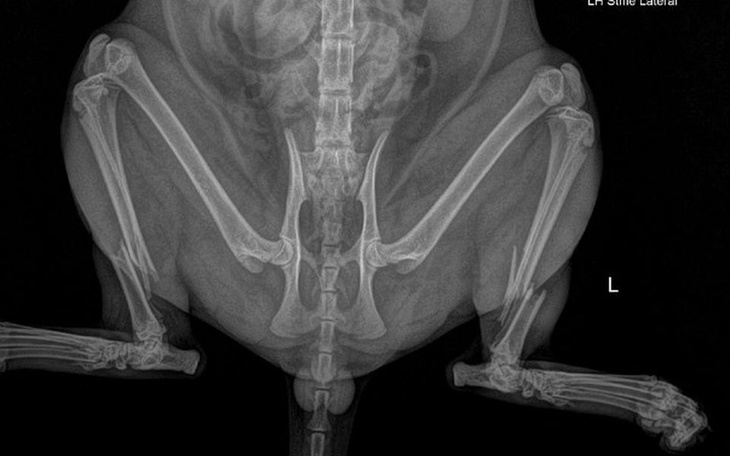 Zbiórka Połamane łapki, operacja! POMOCY - zdjęcie główne