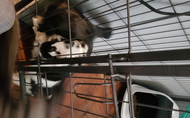 Zbiórka Ratowanie Kici - zdjęcie główne