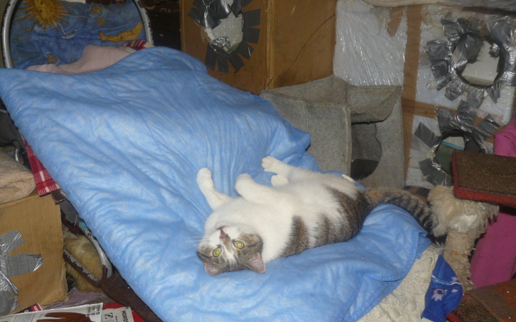Kot leży na niebieskiej kołdrze w zabałaganionym pomieszczeniu.