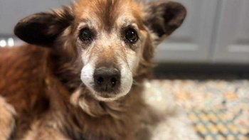 Zbiórka Proszę, pomóż nam ratować Misia - miniaturka zdjęcia