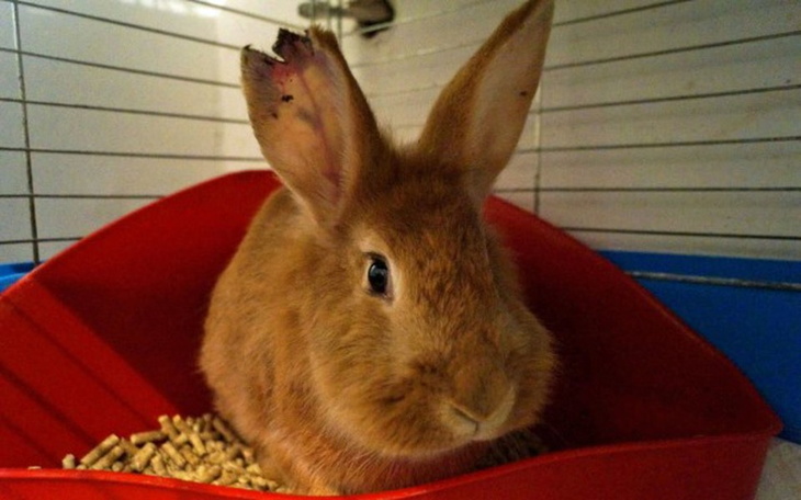 Rudy królik w klatce, z zainteresowaniem patrzy w obiektyw.