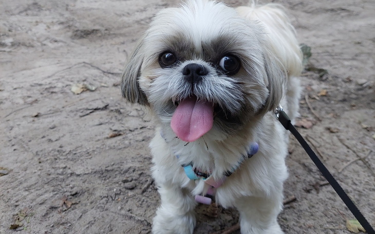 Pies rasy Shih Tzu z uśmiechem na twarzy.