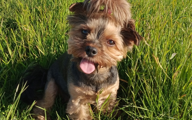 Zbiórka Nowe łapki dla Lulu - zdjęcie główne