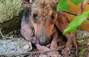 Zbiórka Wirtualne adopcje-LIPIEC - miniaturka zdjęcia