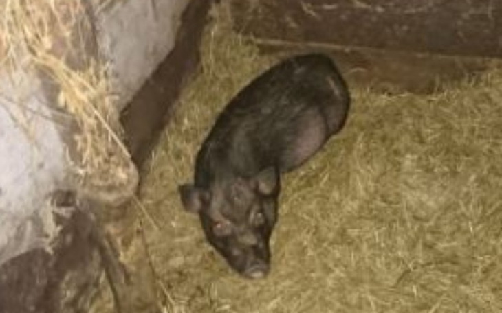 Zbiórka Na transport dla ŚWINEK - zdjęcie główne