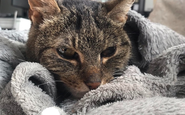 Zbiórka Walka o życie... dla Iskierki... - zdjęcie główne