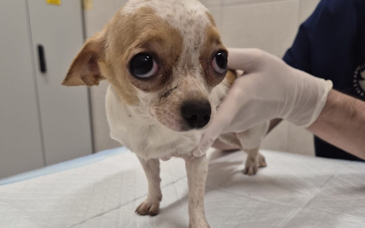 Mały piesek w trakcie badania weterynaryjnego.