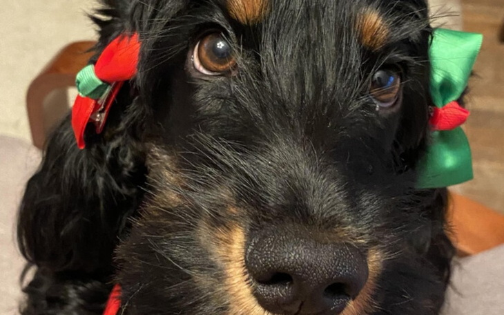 Zbiórka Majry walka z parwowirozą - zdjęcie główne