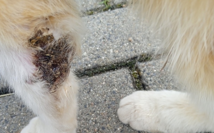 Zbiórka Leczenie Rudego z lasu - zdjęcie główne