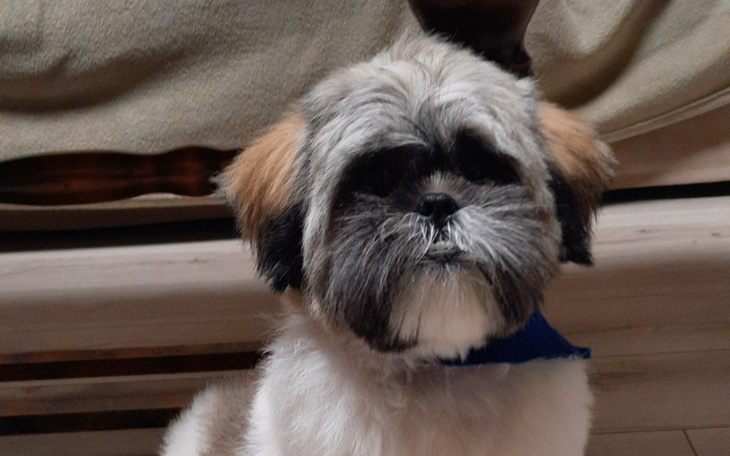 Zbiórka Szansa dla Blue - zdjęcie główne