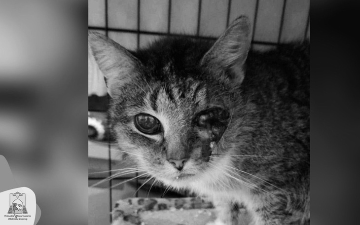 Kot z uszkodzoną twarzą w klatce.