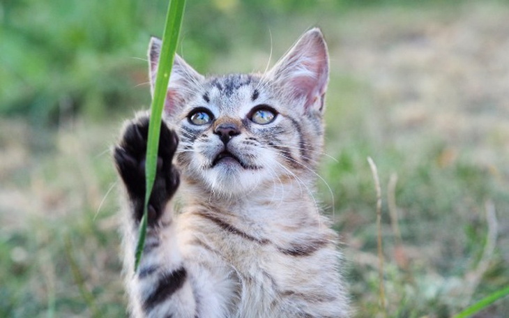 Zbiórka Puszka dla Mruczka. - zdjęcie główne