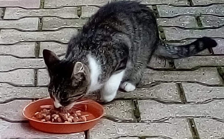 Zbiórka Kotki Marzenki - zdjęcie główne