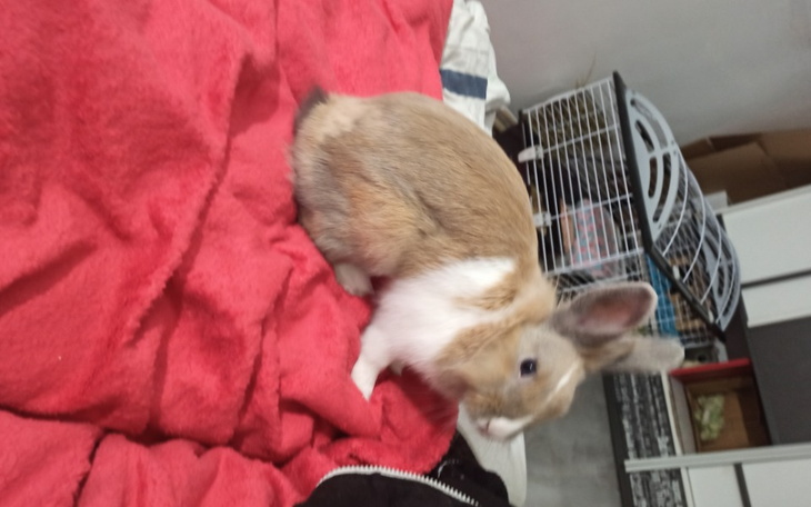 Zbiórka Kastracja kroliczki Lulu - zdjęcie główne