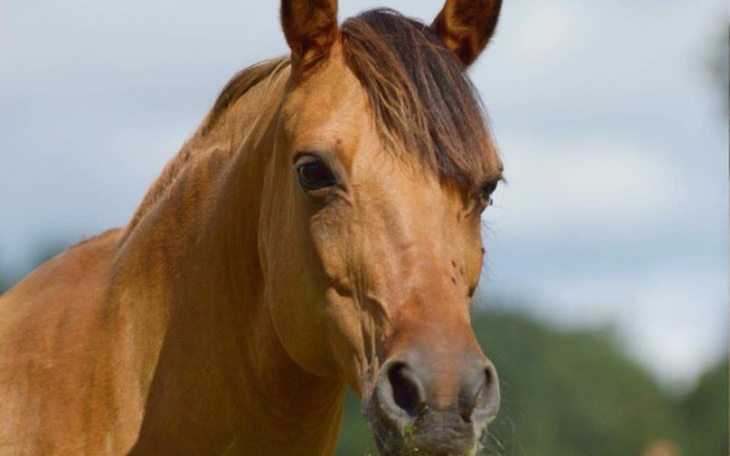Zbiórka Leczenie Figusia - zdjęcie główne