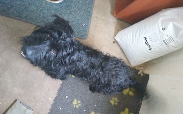 Zbiórka Na kastracje Budryska - zdjęcie główne