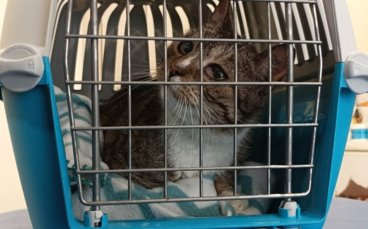 Zbiórka Zabieg dla Fleur - zdjęcie główne